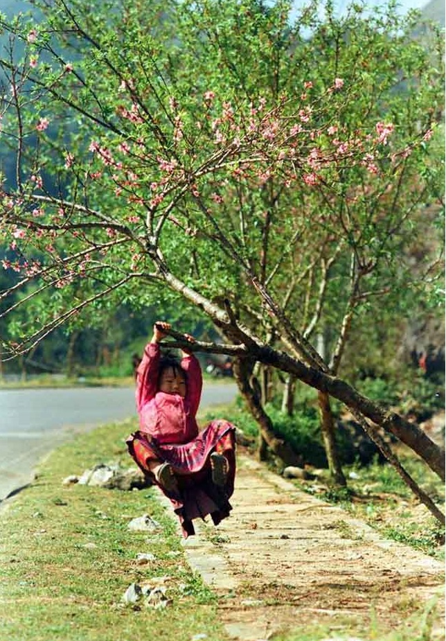 Hoa dao 5