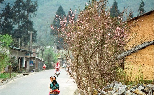 Hoa đào 3