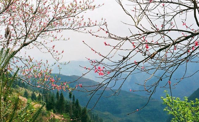 Hoa đào 4